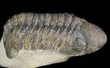 Bargain, Reedops Trilobite - Atchana, Morocco #47374-2